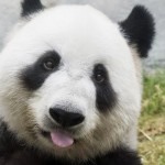 [XÁC NHẬN] - Thuật toán Payday Loan 2.0 được cập nhật cùng lúc với Panda 4.0